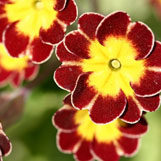 auricular primrose