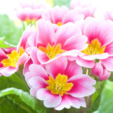 auricular primrose