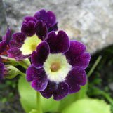 auricular primrose